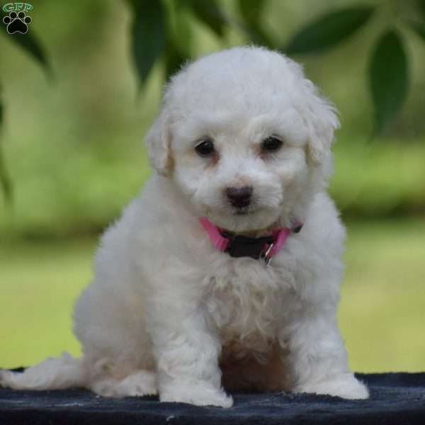 Trixie, Bichon Frise Puppy