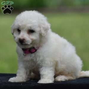 Trixie, Bichon Frise Puppy