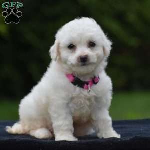 Trixie, Bichon Frise Puppy