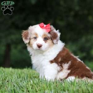Trixie, Miniature Australian Shepherd Puppy