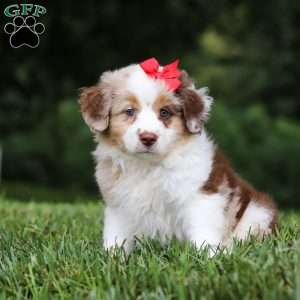 Trixie, Miniature Australian Shepherd Puppy