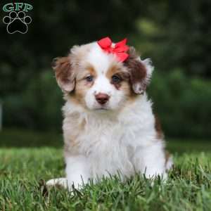 Trixie, Miniature Australian Shepherd Puppy