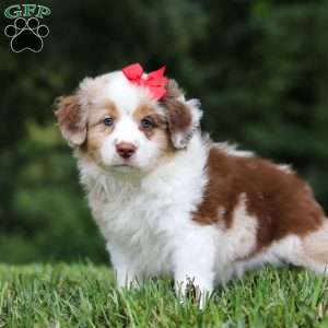 Trixie, Miniature Australian Shepherd Puppy