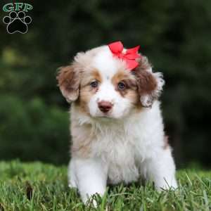 Trixie, Miniature Australian Shepherd Puppy