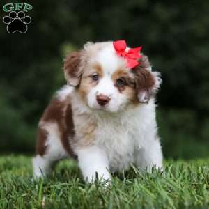 Trixie, Miniature Australian Shepherd Puppy