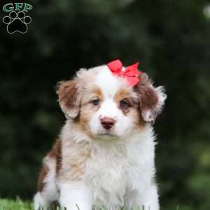 Trixie, Miniature Australian Shepherd Puppy
