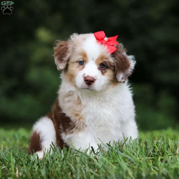 Trixie, Miniature Australian Shepherd Puppy