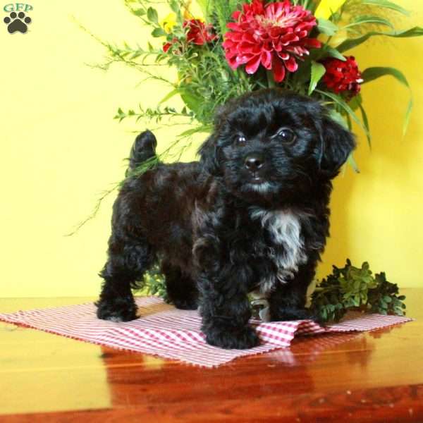 Trixie, Toy Poodle Mix Puppy