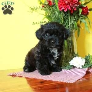 Trixie, Toy Poodle Mix Puppy