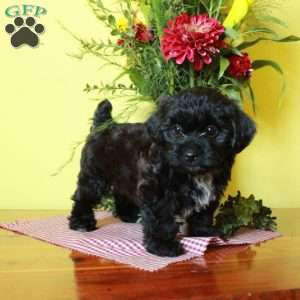 Trixie, Toy Poodle Mix Puppy