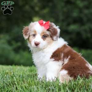 Trixie, Miniature Australian Shepherd Puppy