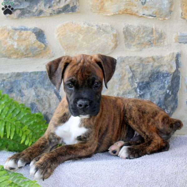 Troy, Boxer Puppy