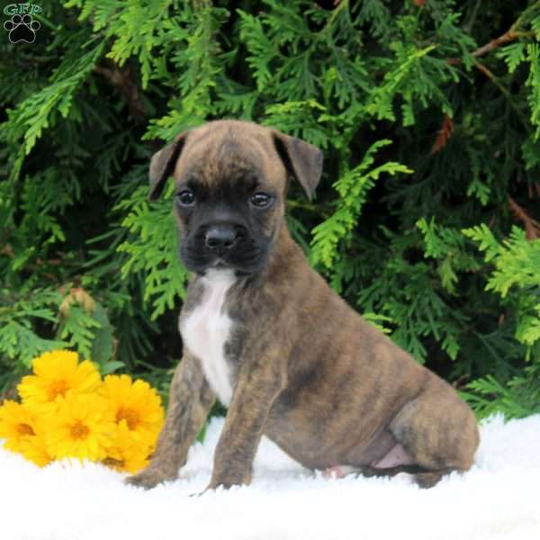 Troy, Boxer Puppy
