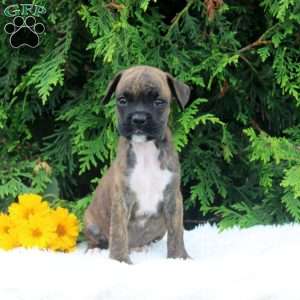 Troy, Boxer Puppy