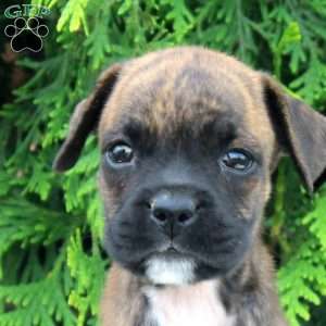 Troy, Boxer Puppy