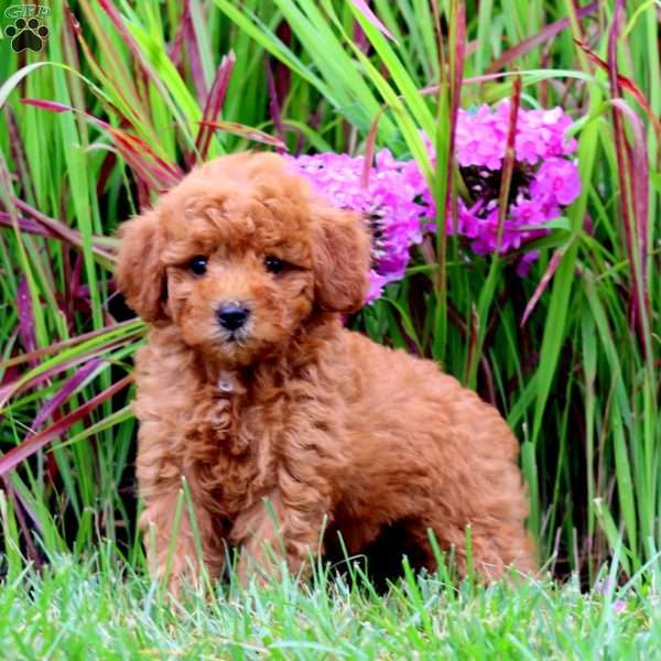 Troy, Mini Goldendoodle Puppy