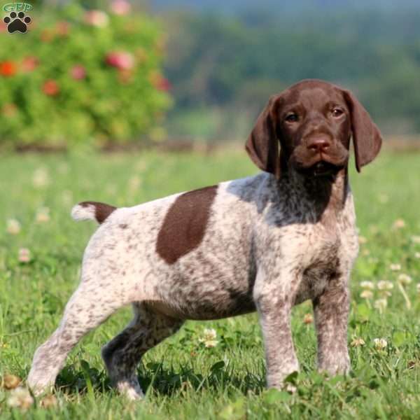 Troy, German Shorthaired Pointer Puppy