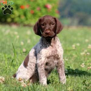 Troy, German Shorthaired Pointer Puppy