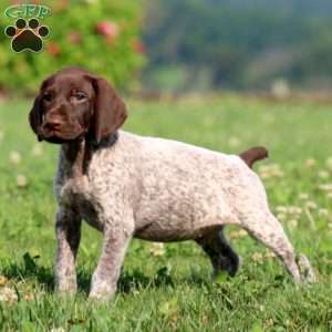 Troy, German Shorthaired Pointer Puppy