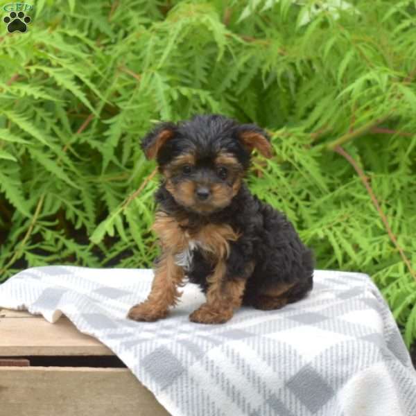 Truffles, Yorkie Poo Puppy