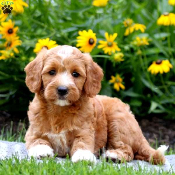 Truly, Mini Labradoodle Puppy