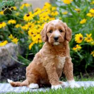Truly, Mini Labradoodle Puppy