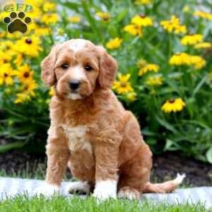 Truly, Mini Labradoodle Puppy