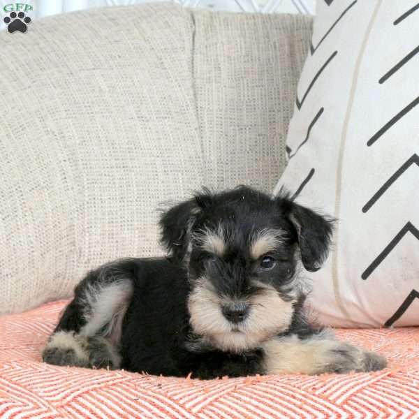 Truman, Miniature Schnauzer Puppy