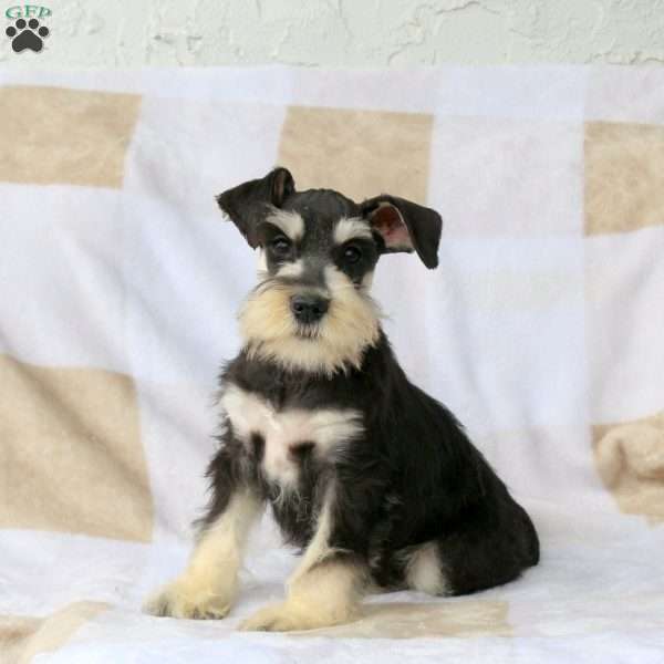 Truman, Miniature Schnauzer Puppy