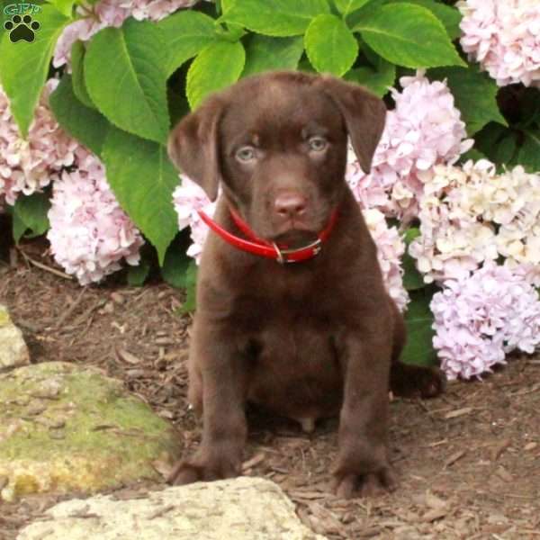Truman, Chocolate Labrador Retriever Puppy