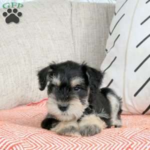Truman, Miniature Schnauzer Puppy
