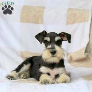 Truman, Miniature Schnauzer Puppy