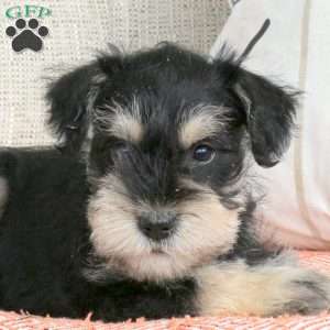 Truman, Miniature Schnauzer Puppy