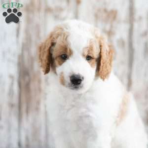 Trump, Mini Goldendoodle Puppy