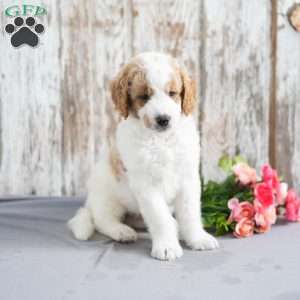 Trump, Mini Goldendoodle Puppy