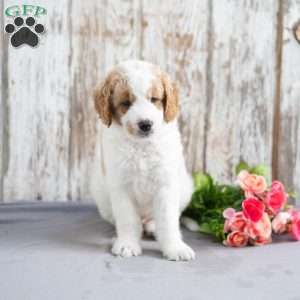 Trump, Mini Goldendoodle Puppy