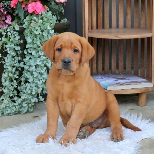 Tuck, Fox Red Labrador Retriever Puppy