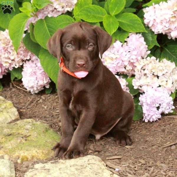 Tucker, Chocolate Labrador Retriever Puppy