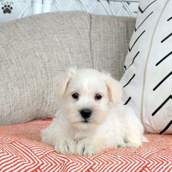 Tucker, Miniature Schnauzer Puppy