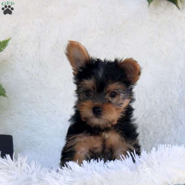 Tucker, Yorkie Puppy