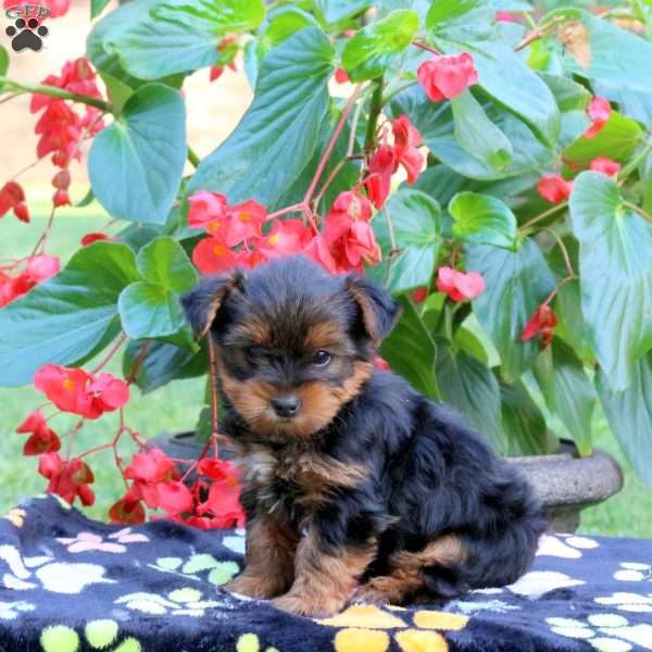 Tucker, Yorkie Puppy