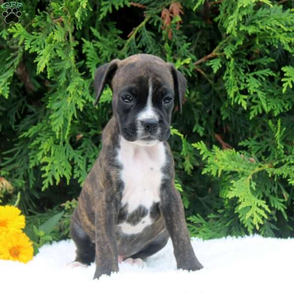 Tucker, Boxer Puppy