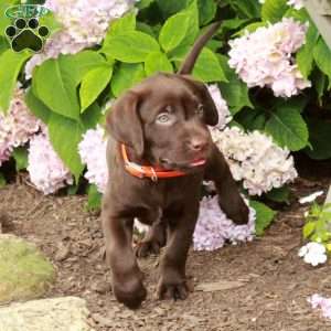 Tucker, Chocolate Labrador Retriever Puppy