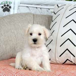 Tucker, Miniature Schnauzer Puppy