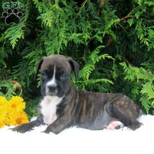 Tucker, Boxer Puppy