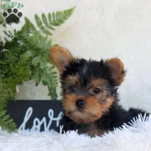 Tucker, Yorkie Puppy