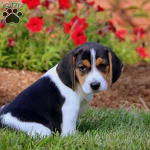 Tucker, Beagle Puppy