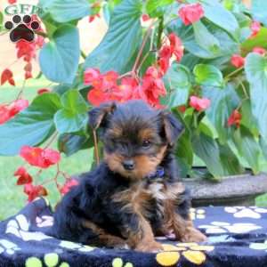 Tucker, Yorkie Puppy