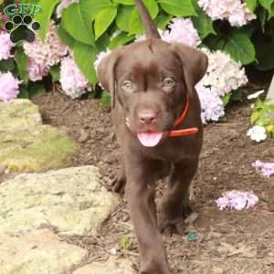 Tucker, Chocolate Labrador Retriever Puppy