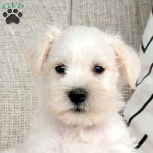 Tucker, Miniature Schnauzer Puppy